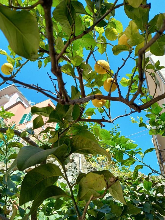 Lemons House Διαμέρισμα Μοντερόσο αλ Μάρε Εξωτερικό φωτογραφία